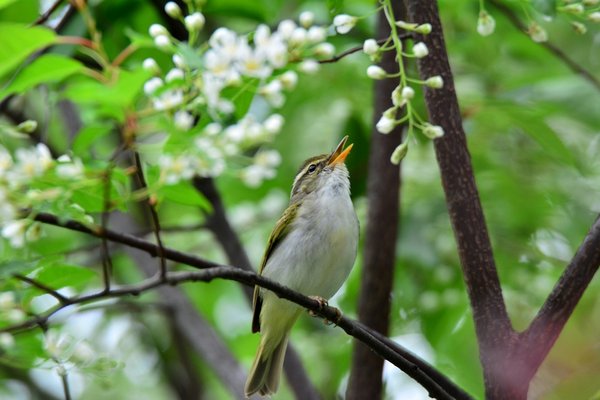 산솔새